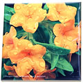 tile puccoon 0747